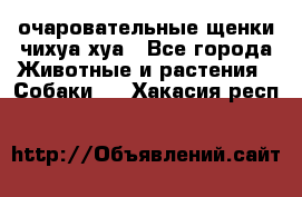 очаровательные щенки чихуа-хуа - Все города Животные и растения » Собаки   . Хакасия респ.